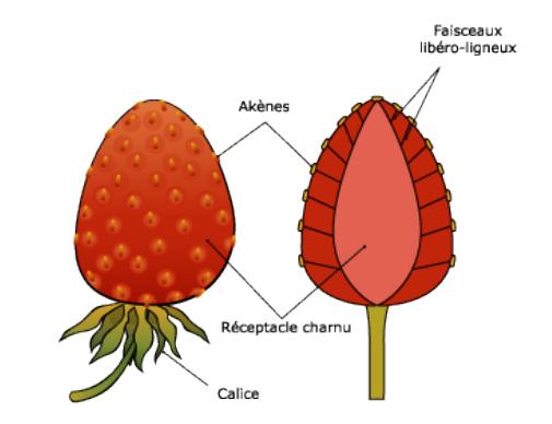 Chapitre IV : Morphologie des organes végétaux 5-2/ Faux fruit : fruit complexe comprenant des structures autres que l ovaire, souvent l essentiel du faux fruit est constitué par le réceptacle floral