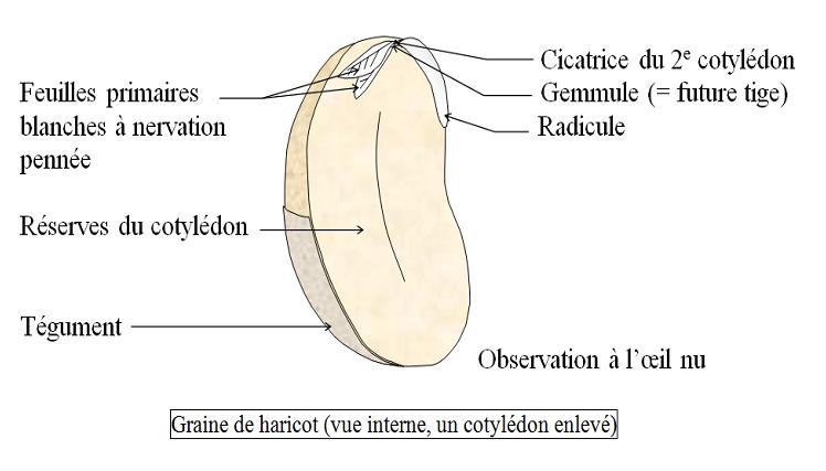 Chapitre IV : Morphologie des organes végétaux 6/ Graine De manière générale, dés la reproduction sexuée chez les Angiospermes, l ovaire subit de profondes modifications morphologiques qui
