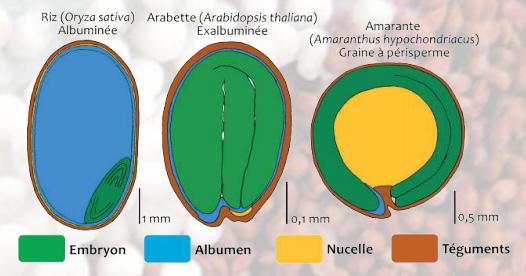 Chapitre IV : Morphologie des organes végétaux En fonction des différents tissus de réserve on peut distinguer : *Graines à périsperme : chez lesquelles le nucelle (un tissu végétal diploïde formant