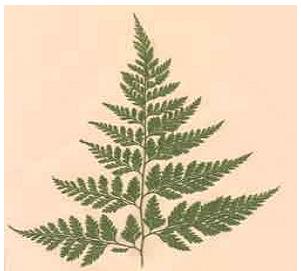 1-2-2/ Les Cormophytes *Ont une structure appelée Cormus (une tige avec des feuilles) *Les fonctions physiologiques sont bien définies (absorption de l eau et des sels minéraux par les racines, la
