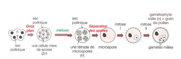 Chapitre V: Reproduction chez les Angiospermes