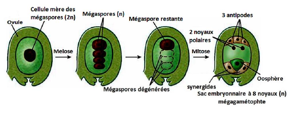 Chapitre V: Reproduction chez les Angiospermes 1-2-3/ Formation du sac embryonnaire : Les huit noyaux résultent de trois divisions successives par mitose d une mégaspore (macrospore) se séparent par