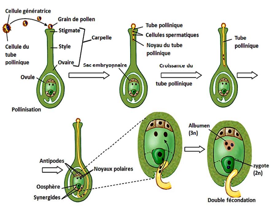 Chapitre V: Reproduction chez les Angiospermes Figure : Germination du tube pollinique et rapprochement des gamètes Figure 124 : Germination du tube pollinique et rapprochement des gamètes La double