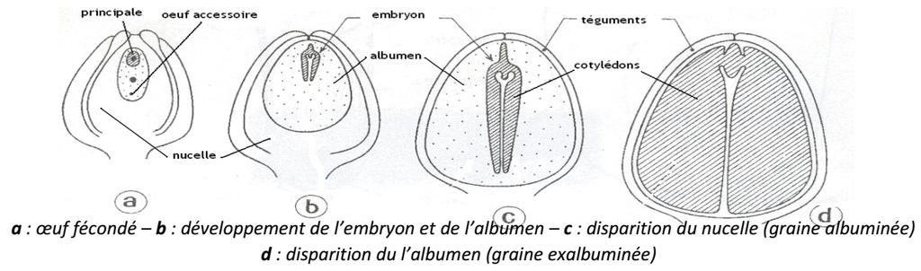 Chapitre V: Reproduction chez les Angiospermes La présence d un albumen fonctionnel est indispensable au bon développement de l embryon.
