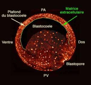 blastocèle est-il nécessaire à l involution des cellules de la ZMp Holtfreter élimine une