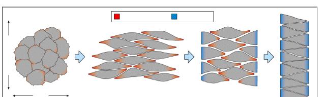 assise cellulaire qui devient alors plus étroite les bases cellulaires de l intercalation médio latérale La voie Wnt de polarité