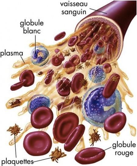 7 5) La composition du sang : - Les globules rouges contiennent de lʼhémoglobine qui transporte le dioxygène.