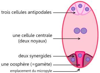 Schéma du sac embryonnaire chez les Angiospermes 4- Pollinisation : La pollinisation est le mode de reproduction privilégié des plantes angiospermes, c est le processus de transport d un grain de