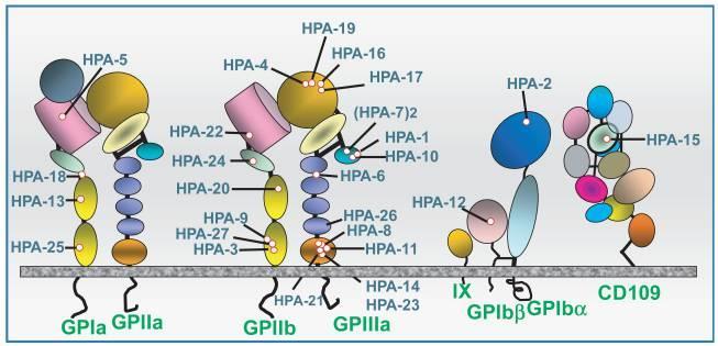 ANTIGENES PLAQUETTAIRES (2) Antigènes plaquettaires HPA découverts par l INTS Cab4 HPA-28 Lap a Modification de la nomenclature Human Platelet Antigens : polymorphisme HPA HPA-29 www.ebi.ac.
