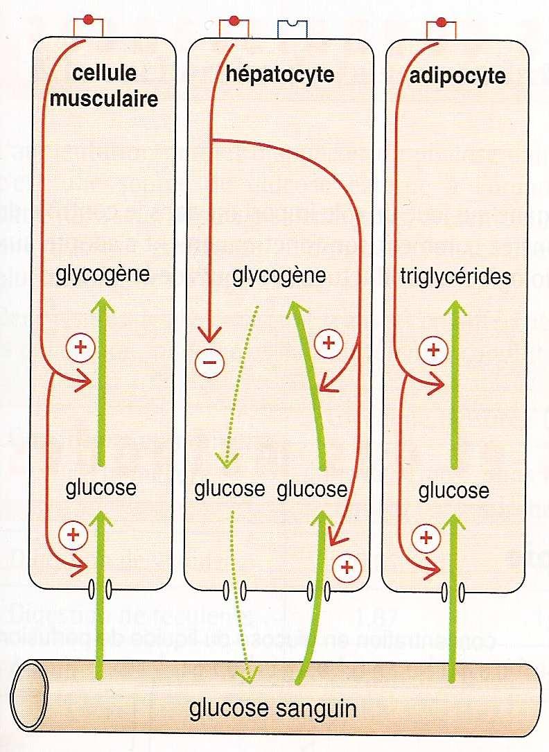 Insuline FIGURES 10-11. Biosynthèse du glycogène : glycogénogenèse. B. Les biosynthèses, des voies métaboliques constitutives ou contrôlées FIGURE 13.