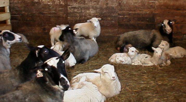 Troupeau de moutons 24 agneaux BLANC/1 fois Noir Environ 7,5 x 2,4 x 5,2 cm bois/Fourrure