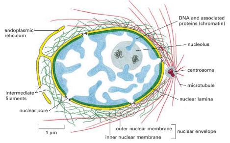 Chapitre 7: Le noyau cellulaire 1.