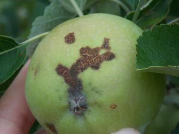 Pommier Carpocapses des pommes et des poires (Cydia pomonella) Le deuxième vol se termine sur l ensemble des départements de la région.
