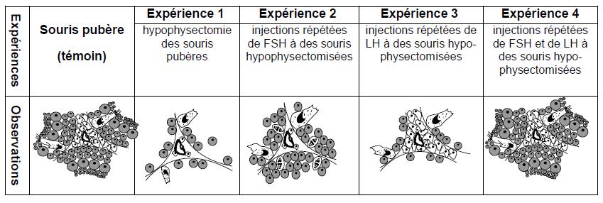 EXERCICE 7 Afin de comprendre les relations fonctionnelles entre l'hypothalamus, l'hypophyse et les testicules, On réalise des expériences sur des singes.
