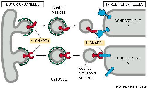 Tri, adressage et concentration dans différents compartiments 3 étapes successives 1- Formation d'un bourgeon à la membrane d'un compartiment donneur manteau (clathrine ou COP I ou II) face