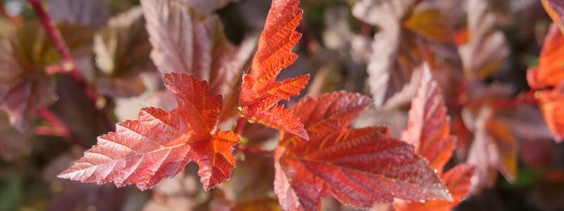 Physocarpe Coppertina Son feuillage est orange cuivré en début de saison et prend une belle coloration rouge en été.