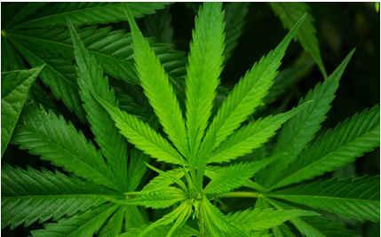 Les résultats de l enquête : Le cannabis Sommaire : Connaissance du