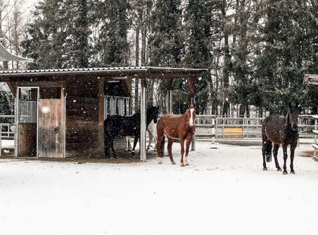 HARAS BUREAU DE CONSEILS CHEVAL Températures d hiver... Que faire? Les températures baissent, le vent se lève, on a de la peine pour nos chevaux dehors.