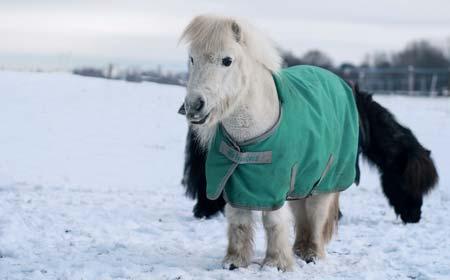 GESTÜT BERATUNGSSTELLE PFERD Wintertemperaturen... was tun? Die Temperaturen sinken, ein kalter Wind weht und uns tun unsere armen Pferde da draussen leid.