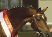 Test 2 : Taktile Sensibilität / Zeit : 2 min Dieser Test misst die Neigung des Pferdes, mehr oder weniger stark auf taktile Stimulation zu reagieren.