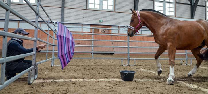 Test 4 : Aktivitätsmessung Diese Bemessung zeigt die Bewegungsaktivität des Pferdes in einer eher Angst machenden Situation.