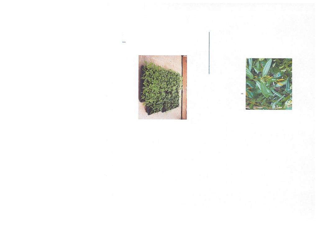 Classification: Ordre: Myrtales Famille: Myrtaceae Genre: Pimenta Espece: P.