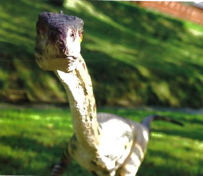J étais un carnivore. Coelophysis Je chassais en meute de dinosaures.