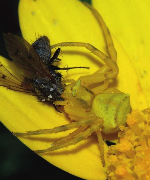 Les araignées Les araignées prédatrices sont nombreuses et variées. De quoi se nourrissent-elles?