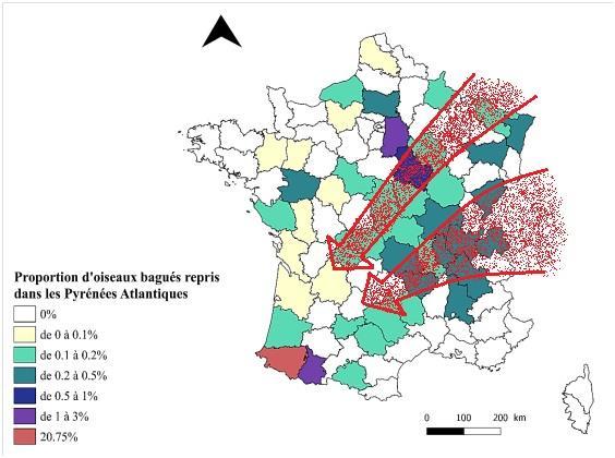 Origine des oiseaux bagués en France et repris dans le 64 Un axe migratoire très net NE/SO se dessine au vu de ces reprises, dont beaucoup transitent par la Région Rhône-Alpes/Auvergne.