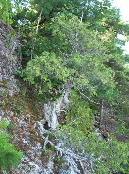 Quel âge a le plus vieil arbre connu du Québec (il se trouve d ailleurs ici, en