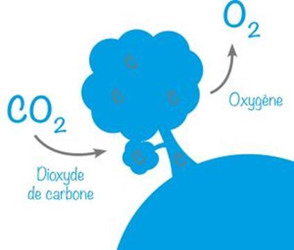 Un puits de carbone est une sorte de réservoir qui absorbe le gaz à effet de serre (ex.