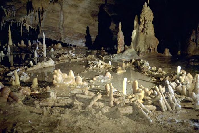 De plus, la présence d ossements d animaux remarqués affleurant près de l entrée, de bauges et de griffades d ours tout au long de la grotte rajoute à l importance de la découverte.