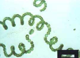 des algues: Contient de la chlorophylle Puise son énergie de