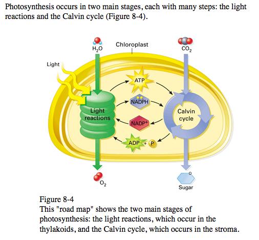 The light reactions convert the energy in sunlight to chemical energy.