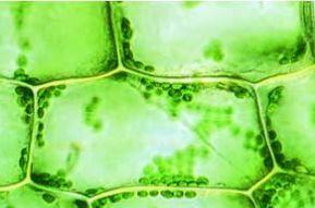 5B et 5C) 4µm 4µm Document 5B : Observation microscopique des feuilles d élodée qui étaient à la lumière après coloration à l eau